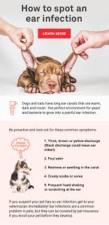 Ear Infections In Pets In 2020 Dog Health Ear Infection Pet Health