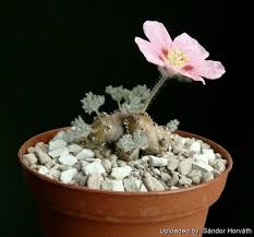 Image result for Monsonia senegalensis