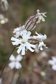 Image result for Silene burchellii