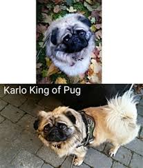 Truly a gift from nature, every girl and woman. Pug Fluffy Cheap Buy Online