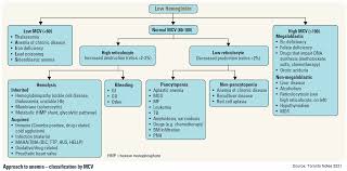 Image result for Anemia
