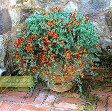 Image result for Lotus berthelotii