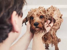 Feb 05, 2021 · on average, most dogs only need to be bathed on a monthly basis. How To Give Your Dog A Flea Bath