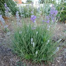 Maybe you would like to learn more about one of these? Munstead English Lavender Buy Online At Nature Hills Nursery