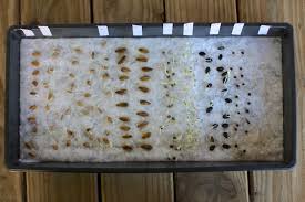 Seed bank and can germinate if they are deposited onto a safe micrositewhere conditions. Seed Germination Test Moonlight Micro Farm