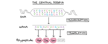 Gene Expression