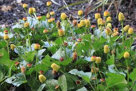 Image result for Spilanthes