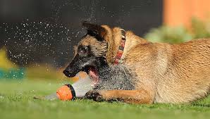 For dogs, use an air horn to startle and chase off the attacker from the victim. Water Intoxication In Dogs Causes Signs Prevention And Treatment