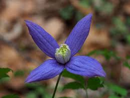 Image result for Clematis uhehensis