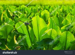 Image result for Limnocharitaceae