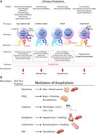 Not all people with allergies are at risk of anaphylaxis. Diagnosis And Management Of Anaphylaxis In Precision Medicine Journal Of Allergy And Clinical Immunology