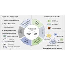 Un français est le premier à être condamné en vertu de la nouvelle loi sur le harcèlement sexuel. Emerging Mechanisms And Targeted Therapy Of Ferroptosis In Cancer Sciencedirect
