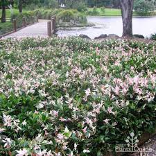 There are many different varieties of hedging plants to give your garden some extra dimension or added privacy. Trachelospermum Jasminoides Tricolour Australian Plants Online