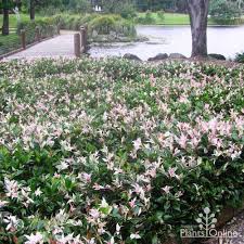 This creeper is adored for. Trachelospermum Jasminoides Tricolour Australian Plants Online