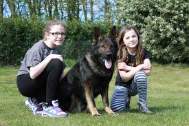 Family Protection Dogs - Protection dogs