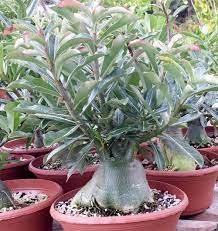 Adeniums Forum Newby Best Potting Soil Garden Org Vegetable Planting Guide Potting Soil Home Vegetable Garden