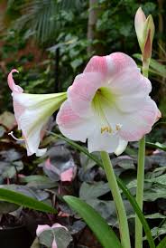 We are committed to offering only the finest floral arrangements and gifts, backed by service that is friendly and prompt. Amaryllis Is Great Flower To Grow Indoors Now See Show Under Way Now At Botanical Gardens Buffalo Niagaragardening Com