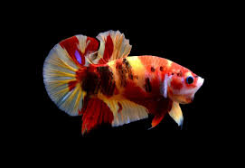 Candy marble veiltail male prism bettas born and raised. Plakat Emerald Bandung Betta Fish Ikan Cupang Binatang Ikan