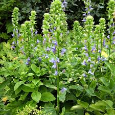 Image result for Lobelia minutula