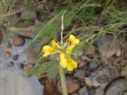Image result for Moraea spathulata