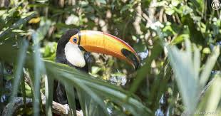 De plus courant 2018 france 3 va diffuser une nouvelle déclinaison une saison au zoo. Une Saison Au Zoo Survivra A France 4 Puremedias