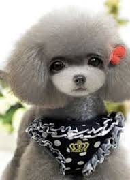 Was ist ein teacup dog? Individualisiertes Hundehalsband Mit Namen Schoenerhund Eu