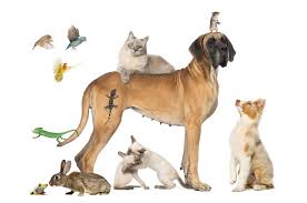 صور حيوانات اليفة Pets Pet Clinic Animals