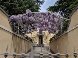 Beautiful wisteria trellis ( source ). Which Wisteria Scout S South