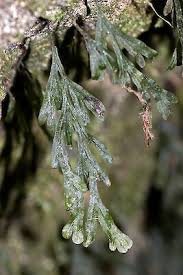 Image result for Polyphlebium