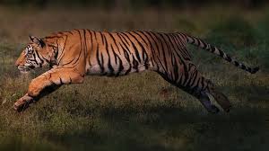 Перевод слова tiger, американское и британское произношение, транскрипция, словосочетания, однокоренные слова, примеры использования. Endangered Tigers Making A Remarkable Comeback Bbc News