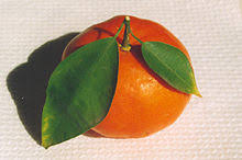 3,588 likes · 2 talking about this. Clementine Wikipedia