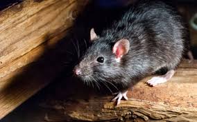 Maybe you would like to learn more about one of these? Rat Or Mouse Which One Do You Have Loyal Termite Pest Control