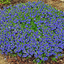 Coccineus creeping thyme thymus praecox 'coccineus' buy red creeping thyme online. Red Creeping Thyme Great Garden Plants