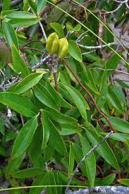 Image result for Gelsemiaceae