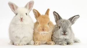 รหัสจอง wj001 กระต่ายหูตกสายพันธุ์ฮอลแลนด์ลอป (holland lop/hl) แท้. à¸ªà¸²à¸¢à¸ž à¸™à¸˜ à¸à¸£à¸°à¸• à¸²à¸¢à¸— à¸„à¸™à¸ª à¸§à¸™à¹ƒà¸«à¸ à¸™ à¸¢à¸¡à¹€à¸¥ à¸¢à¸‡ Greekloot Com