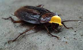 But if you have only had one of your first home treatments, you may expect to see live here at pest control faq, you will find advice for subjects ranging from checking for bed bugs to whether bird repellent gel works or not. Is There An Ideal Time Of Year To Get A Pest Inspection Done Interior Design Design News And Architecture Trends