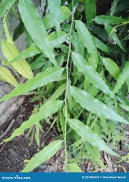Image result for Monoon longifolium