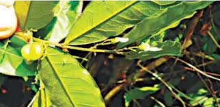 Image result for Carpolobia