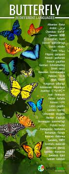 Butterfly In Different Languages In 2020 Butterfly Translate To Spanish Different Languages