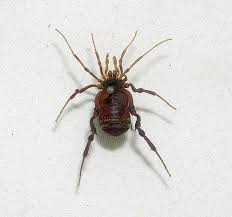 Small Harvestman Gonyleptidae From Chile Mnhn Of Santiago De Chile Spider Mites Spider Arachnids