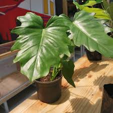 Image result for Philodendron lacerum