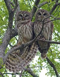 Birds That Sing At Night In Texas Owls Native To Texas Dallas Trinity Trails Barred Owls Troubadours Of The Trees Saw One Of These Last Night Barred Owl Owl Owls In Texas