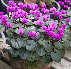 Image result for Cyclamen parviflorum
