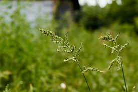 Image result for Echinochloa colona