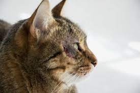My Cat Has A White Nose Causes And What To Do
