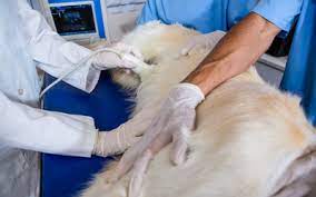 It can be hard to determine if your dog has canine abdominal cancer just from the symptoms outlined above. Intestinal Tumors Vca Animal Hospital