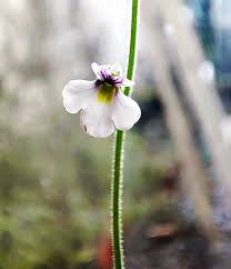 Image result for Violaceae