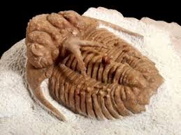 Everyday plant life (and agai. Dating Fossils How Are Fossils Dated Fossilera Com