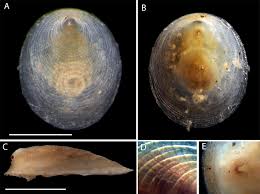 Image result for Pentarhopalopilia