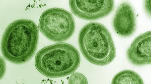 Evooli canlı i checked out Mayas reviews and she sounded